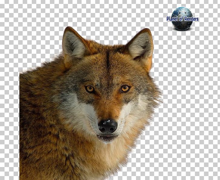 Red Fox Coyote Dog Dhole Red Wolf PNG, Clipart, Alaskan Tundra Wolf, Animal, Animals, Blog, Canis Free PNG Download