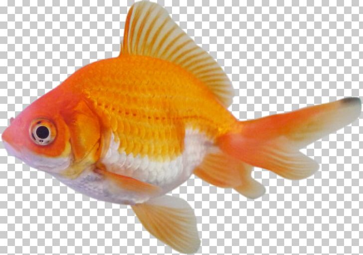 Siamese Fighting Fish Clownfish Desktop PNG, Clipart, Aquarium, Bony Fish, Chondrichthyes, Clownfish, Desktop Wallpaper Free PNG Download