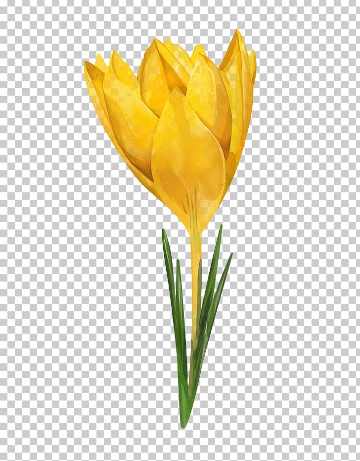 Tulip Watercolor Painting Flower Yellow Crocus Flavus PNG, Clipart, Bud, Color, Crocus, Crocus Flavus, Cut Flowers Free PNG Download