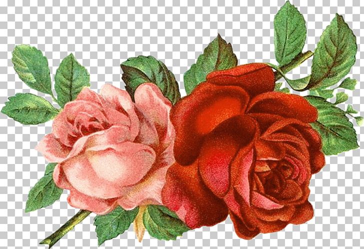 YouTube PNG, Clipart, Collage, Cut Flowers, Floral Design, Floribunda, Floristry Free PNG Download