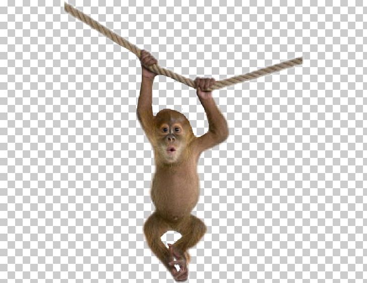 Baby Monkeys PNG, Clipart, Animals, Apng, Baby Monkeys, Computer Icons, Mammal Free PNG Download