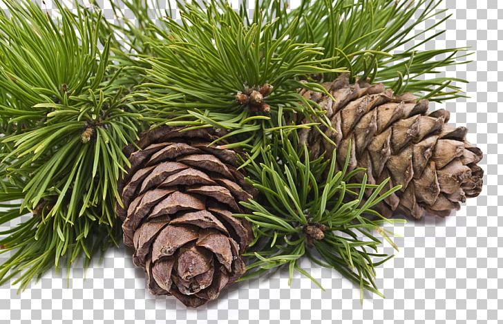 Conifer Cone Pine Pinus Sibirica Tree Cedar PNG, Clipart, Alder, Artikel, Branch, Cedar, Christmas Ornament Free PNG Download