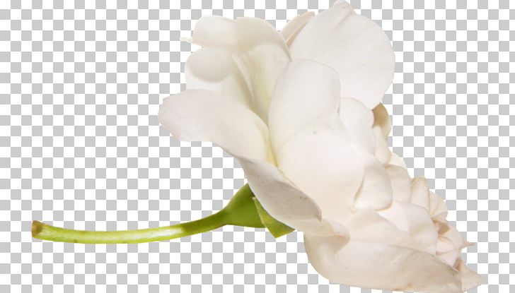 Digital Baltosios Rožės PNG, Clipart, 2018, Belye Rozy, Cut Flowers, Deco, Digital Image Free PNG Download