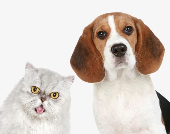 Dogs And Cats PNG, Clipart, Animal, Cat, Cats Clipart, Cats Clipart, Dog Free PNG Download