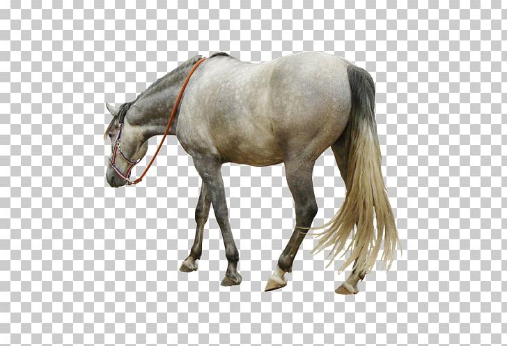 Andalusian Horse Arabian Horse Mustang American Quarter Horse PNG, Clipart, Animal, Animals, Bit, Bow, Bows Free PNG Download
