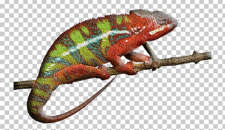 Panther Chameleon Reptile Ambilobe Lizard Stock Photography PNG, Clipart, 3d Animation, African Chameleon, Animal, Animals, Animation Free PNG Download