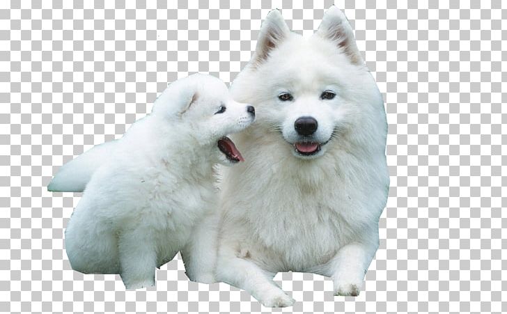 Siberian Husky Puppy Samoyed Dog Scottish Terrier West Siberian Laika PNG, Clipart, Animals, Carnivoran, Companion Dog, Dog Breed, Dog Breed Group Free PNG Download