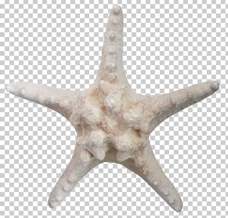 Starfish Echinoderm Brown PNG, Clipart, Animals, Brown, Color, Data Compression, Designer Free PNG Download