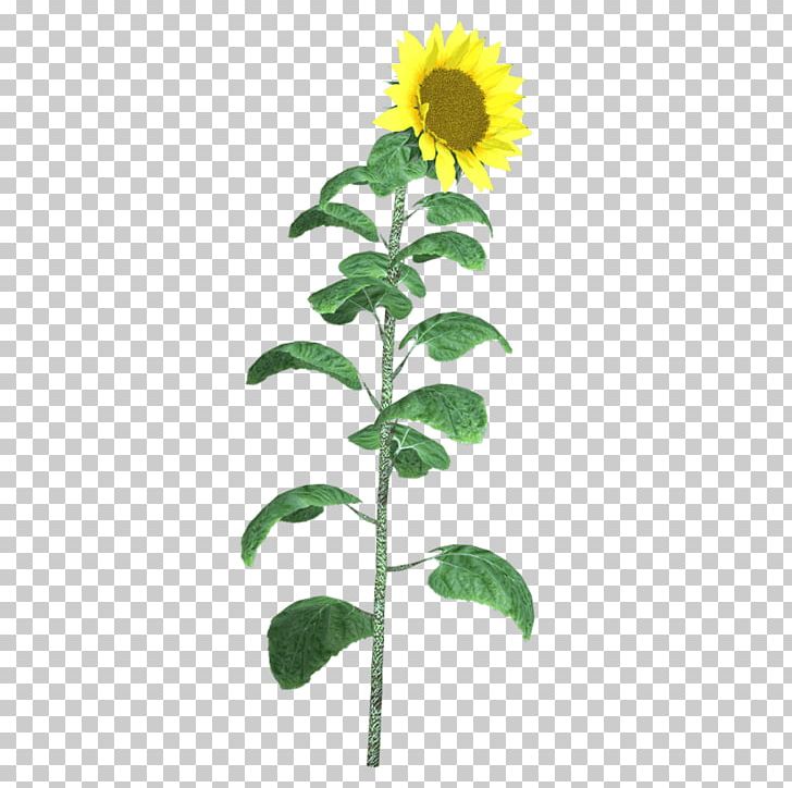 Sunflowers Cut Flowers Plant Stem PNG, Clipart, Cut Flowers, Daisy Family, Flower, Flowering Plant, Flowerpot Free PNG Download