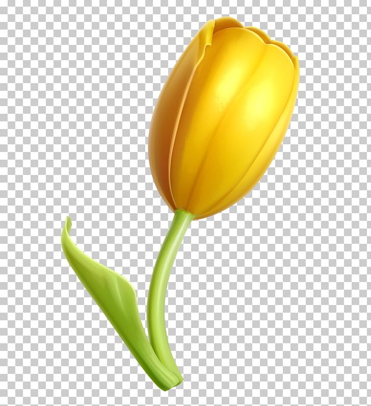 Tulip Flower PNG, Clipart, Cartoon, Cdr, Download, Drawing, Euclidean Vector Free PNG Download