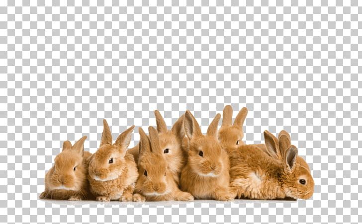 Easter Bunny Domestic Rabbit Angora Rabbit PNG, Clipart, Angora Rabbit, Animals, Breed, Domestic Rabbit, Dwarf Rabbit Free PNG Download