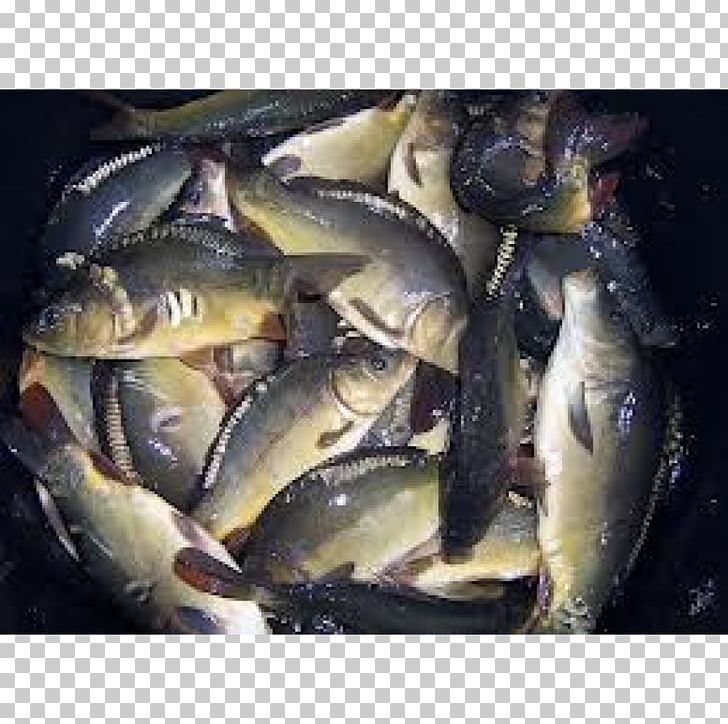 Koi Tench Oily Fish Sardine PNG, Clipart, Animal Source Foods, Bony Fish, Carp, Common Carp, Fish Free PNG Download