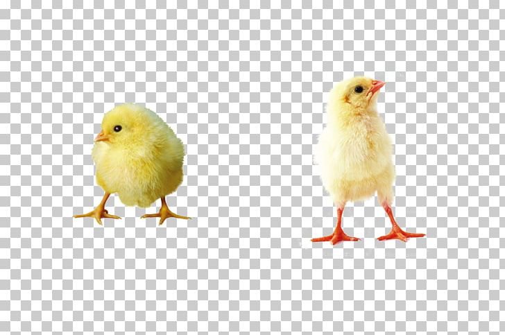Little Yellow Duck Project Designer PNG, Clipart, Animal, Animals, Beak, Bird, Chicken Free PNG Download