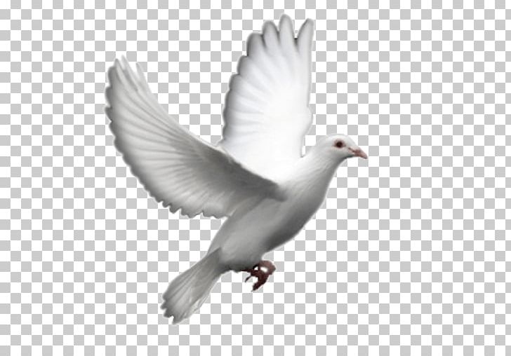 Columbidae Doves As Symbols Fantail Pigeon PNG, Clipart, Beak, Bird, Columbidae, Columbiformes, Computer Icons Free PNG Download