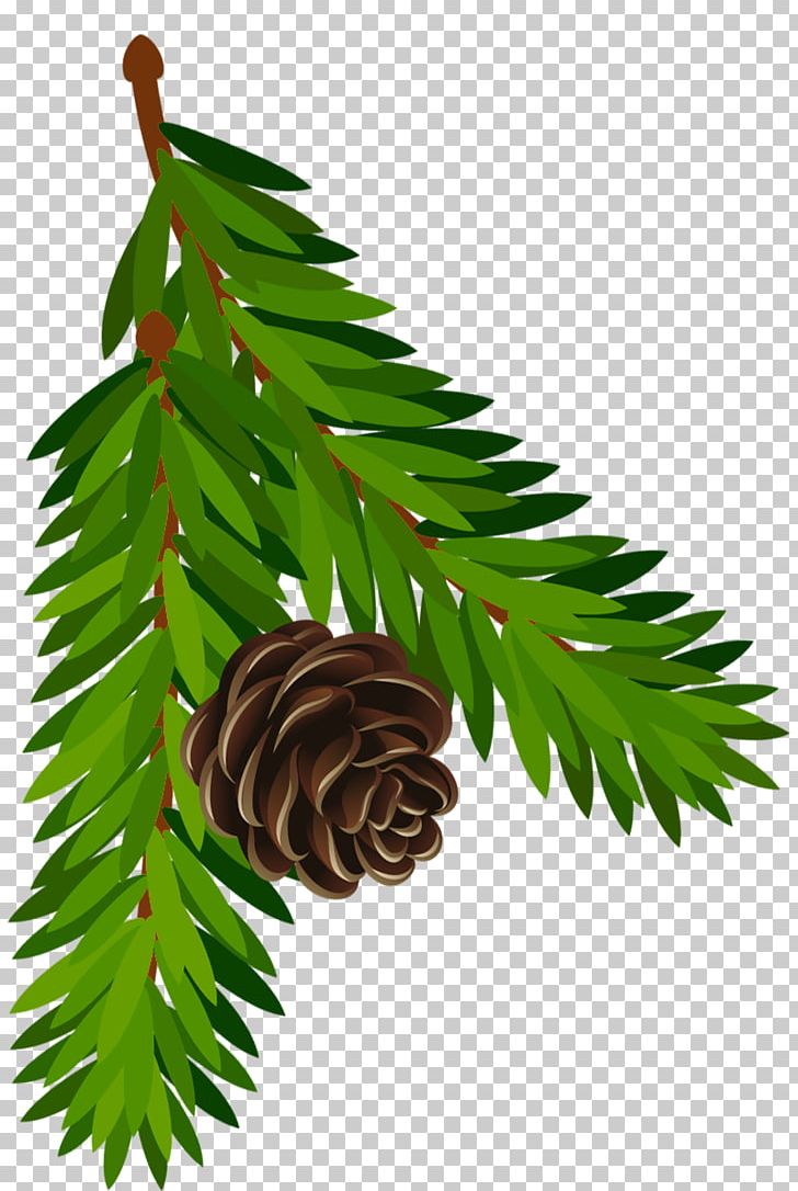 Conifer Cone Pine Branch Fir PNG, Clipart, Branch, Christmas, Christmas Clipart, Clipart, Cone Free PNG Download