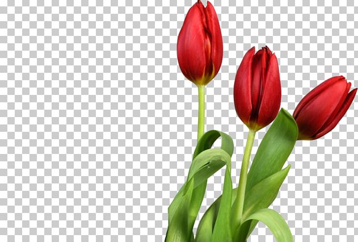 Flower PNG, Clipart, Bud, Cut Flowers, Floral Design, Floristry, Flower Free PNG Download