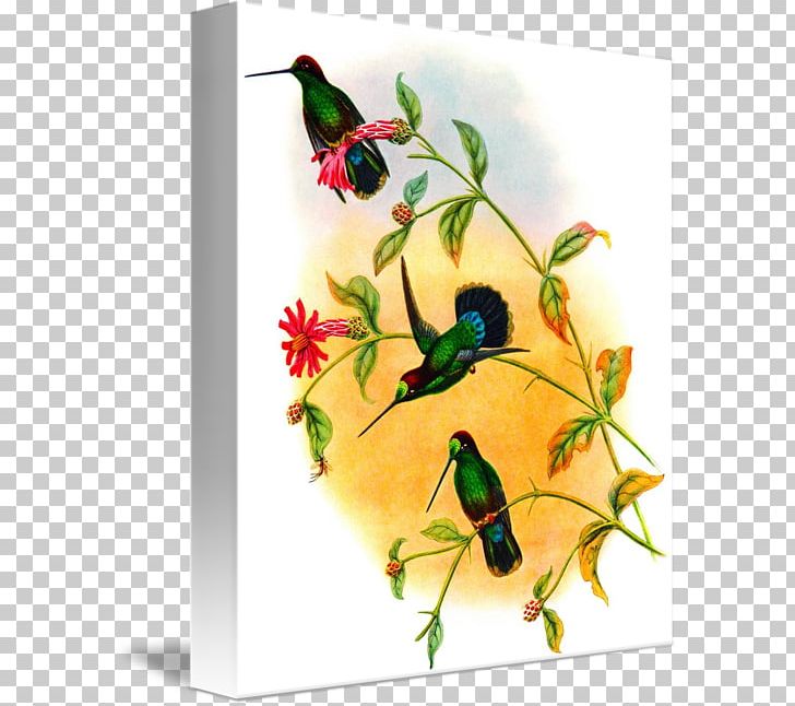 Hummingbird M Giclée Painting Veraguan Mango PNG, Clipart, Beak, Bird, Branching, Canvas, Fauna Free PNG Download