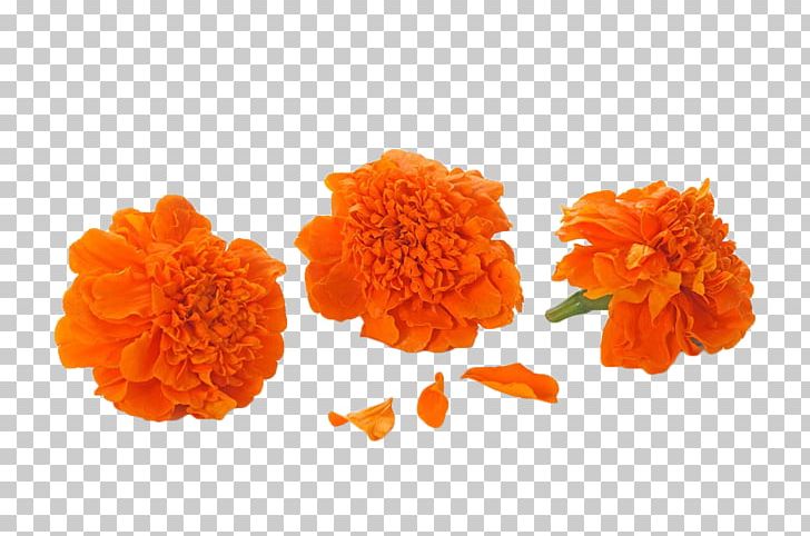 Mexican Marigold Orange Calendula Officinalis Cut Flowers PNG, Clipart, Calendula, Calendula Officinalis, Color, Cut Flowers, Edible Flower Free PNG Download