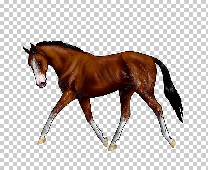 Stallion Foal Rein Colt Equestrian PNG, Clipart, Bit, Bridle, Coder, Colt, Dog Harness Free PNG Download