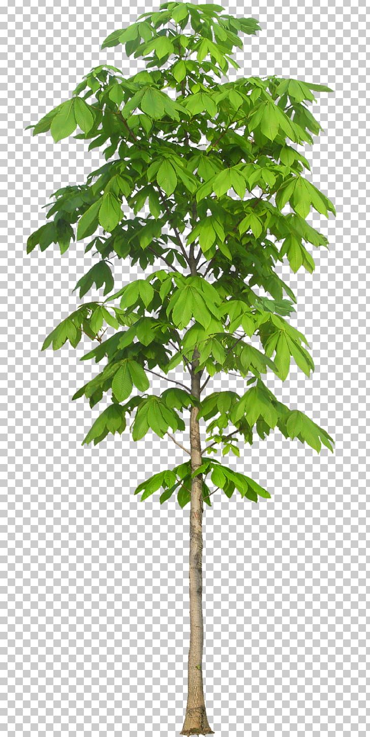 Tree Texture Mapping Leaf European Horse-chestnut Nature PNG, Clipart, 3d Computer Graphics, Arbre Dalignement, Branch, Buckeyes, Dendrology Free PNG Download