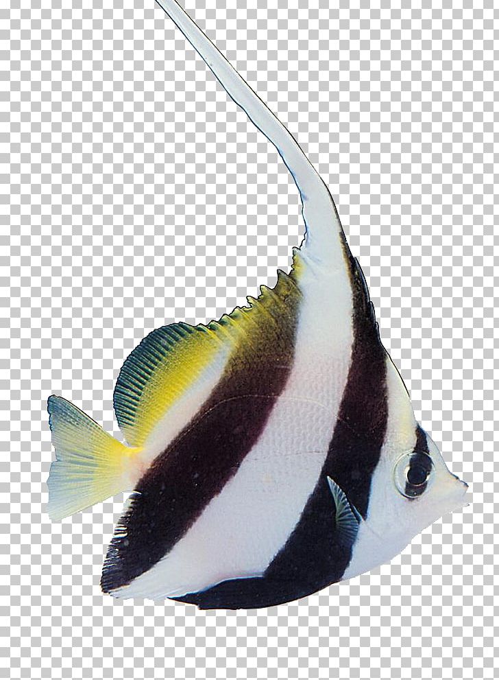 Tropical Fish Carassius Auratus Aquatic Plants PNG, Clipart, Animal, Animals, Aquatic Animal, Barbel, Beak Free PNG Download