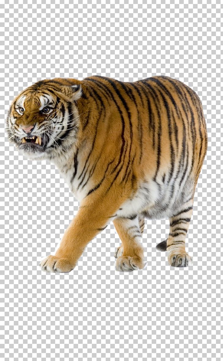 Animal Mammal White Tiger PNG, Clipart, Animal, Bengal Tiger, Big Cat, Big Cats, Carnivora Free PNG Download