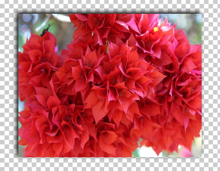 Azalea Carnation Floral Design Cut Flowers PNG, Clipart, Annual Plant, Azalea, Carnation, Cut Flowers, Floral Design Free PNG Download