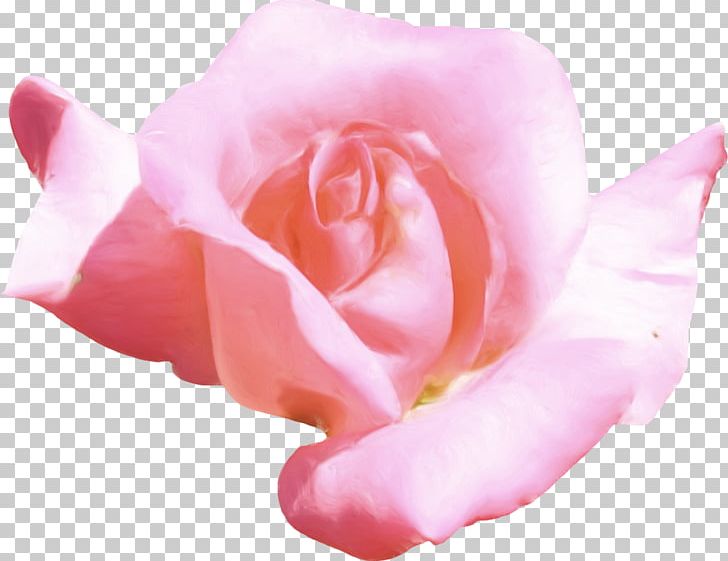 Flower Petal PNG, Clipart, Centerblog, Closeup, Color, Cut Flowers, Designer Free PNG Download