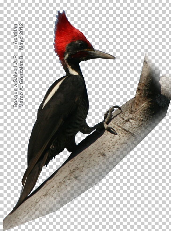 Grey-crowned Woodpecker Bird Russet-crowned Motmot Golden Eagle PNG, Clipart, Acorn Woodpecker, Beak, Bird, Coraciiformes, Eagle Free PNG Download