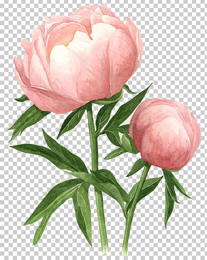 Peony Watercolor Painting Drawing Watercolour Flowers Png, Clipart, Abalone, Art, Botanical Illustration, Bud, Chinese Peony Free