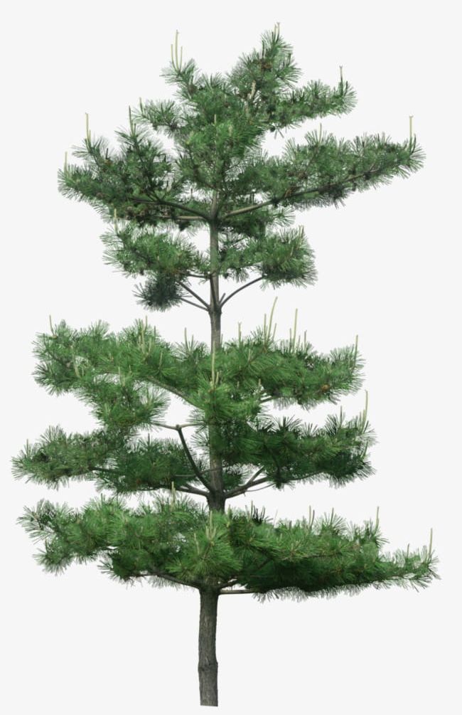 Green Pine Tree Decoration Pattern PNG, Clipart, Big, Big Tree, Decoration Clipart, Decoration Clipart, Decorative Free PNG Download