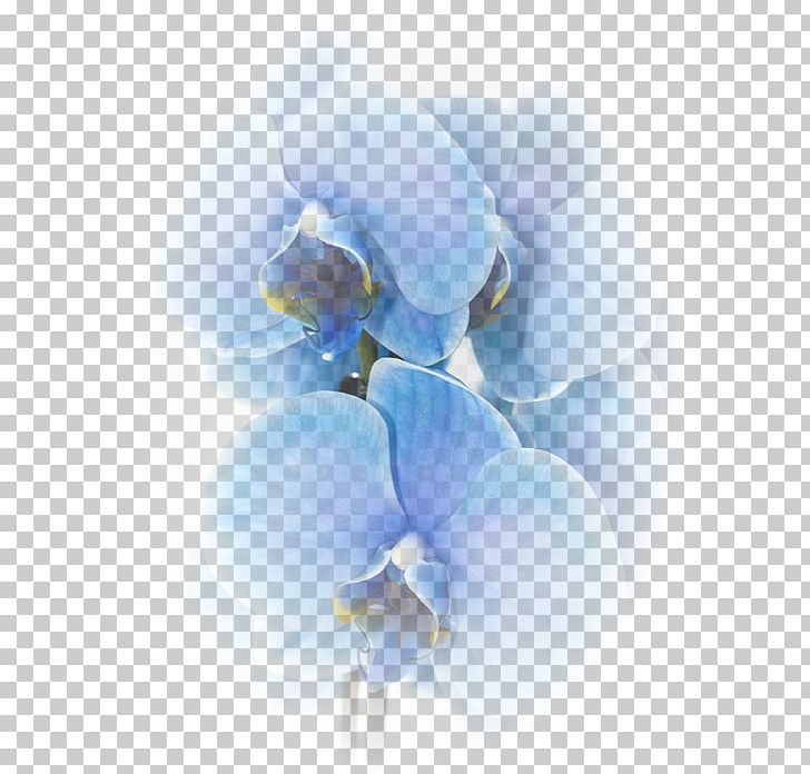 Moth Orchids Blue Flower Color PNG, Clipart, Blossom, Blue, Blue Flower, Blue Rose, Caudiciform Plants Free PNG Download