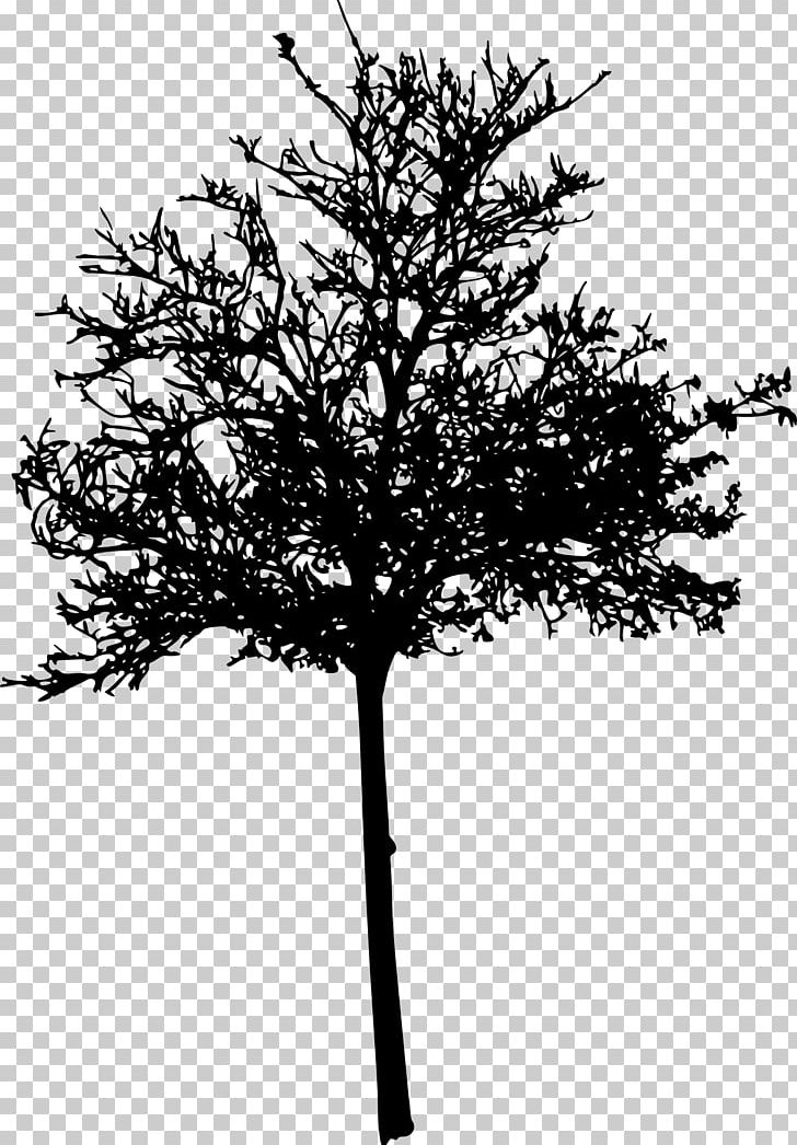 Wichita Tree Woody Plant Twig Silhouette PNG, Clipart, Black And White, Branch, Coaching, Leaf, Mental Health Counselor Free PNG Download