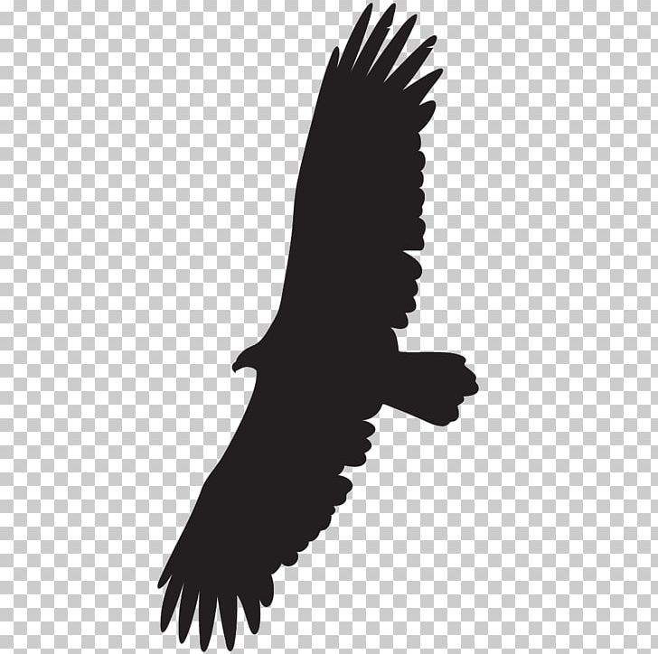 Cornell Lab Of Ornithology Turkey Vulture Bird Black Vulture PNG, Clipart, Accipitriformes, Andean Condor, Animals, Bald Eagle, Beak Free PNG Download