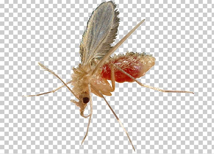 Dog Insect Cat Mosquito Leishmaniasis PNG, Clipart, Animals, Antiparasitic, Arthropod, Disease, Drain Fly Free PNG Download