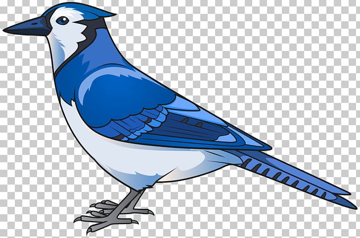 Hummingbird Parrot Western Bluebird PNG, Clipart, Animals, Art, Artwork, Beak, Bird Free PNG Download