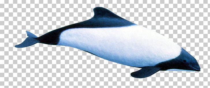 Rough-toothed Dolphin Porpoise Southern Right Whale Dolphin Tucuxi PNG, Clipart, Animals, Cetacea, Mammal, Marine Biology, Marine Mammal Free PNG Download