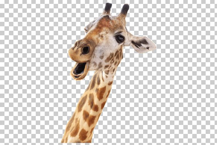 Giraffe Stock Photography Stock.xchng PNG, Clipart, Animals, Background, Fauna, Giraffe, Giraffe Clipart Free PNG Download