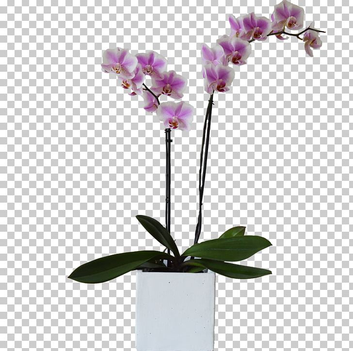 Moth Orchids Plant Cut Flowers Flowerpot PNG, Clipart, Artificial Flower, Branch, Color, Cut Flowers, Flower Free PNG Download