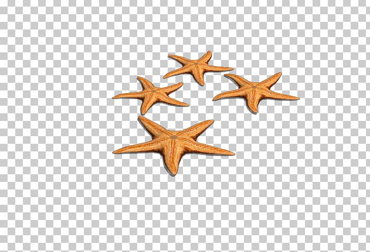 Starfish Euclidean PNG, Clipart, Designer, Download, Echinoderm, Euclidean Vector, Gratis Free PNG Download