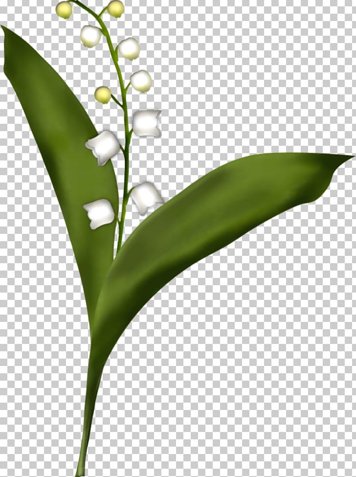 Lily Of The Valley Drawing Desktop PNG, Clipart, Cicek, Cicek Resimleri, Coloring Book, Computer Icons, Desktop Wallpaper Free PNG Download