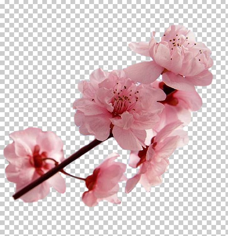 National Cherry Blossom Festival Cerasus PNG, Clipart, Auglis, Blossom, Branch, Cerasus, Cherry Free PNG Download
