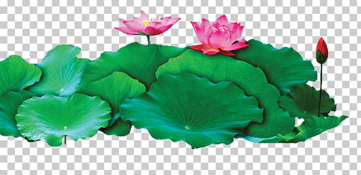 Nelumbo Nucifera Adobe Illustrator Nuciferine Egyptian Lotus PNG, Clipart, Adobe Illustrator, Aquatic Plant, Beautiful Girl, Beauty, Beauty Salon Free PNG Download