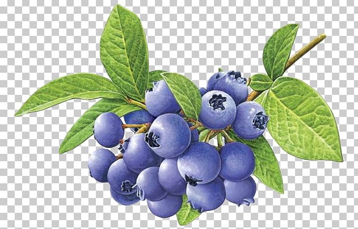 Blueberry Tea Bilberry PNG, Clipart, Aristotelia Chilensis, Berry, Blueberry, Blueberry Bush, Blueberry Cake Free PNG Download