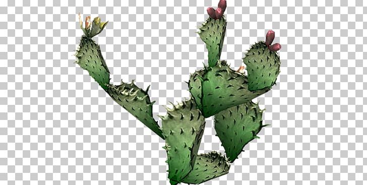 Cactus Prickly Pear Plants PNG, Clipart, Austral Pacific Energy Png Limited, Barbary Fig, Cactus, Call To Action, Caryophyllales Free PNG Download