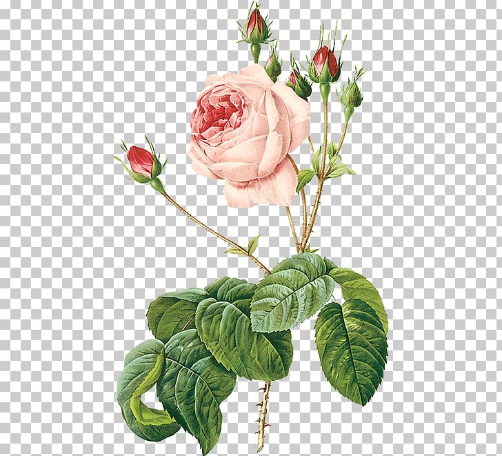 Les Roses Cabbage Rose Art Printmaking PNG, Clipart, Art, Art Museum, Cut Flowers, Drawing, Flo Free PNG Download