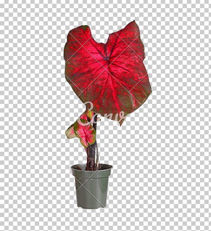 Stock Photography Leaf Caladium Bicolor Alocasia Macrorrhizos PNG, Clipart, Alocasia, Alocasia Macrorrhizos, Arum, Cordyline Fruticosa, Elephant Ear Free PNG Download