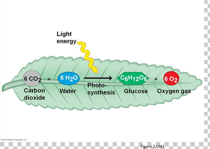 Cellular Respiration Photosynthesis Plant PNG, Clipart, Adenosine Triphosphate, Aerobic Organism, Calvin Cycle, Carbon Dioxide, Cell Free PNG Download