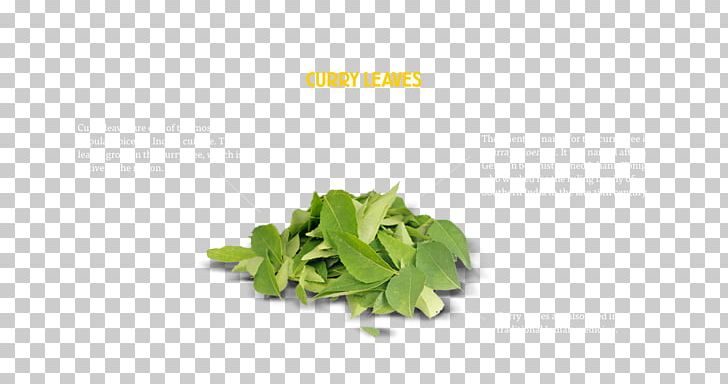 Herb New Curry Leaves Curry Tree Leaf Vegetable PNG, Clipart, Curry, Curry Tree, Eating, Flushing, Herb Free PNG Download