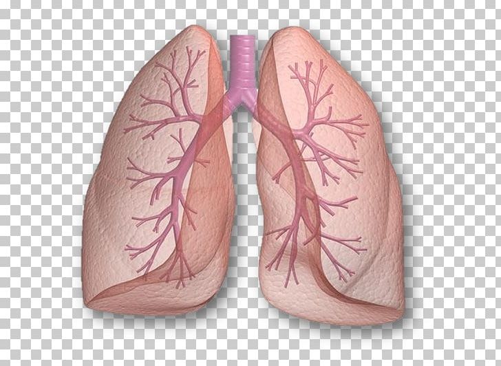 Lung Human Body Organ Respiratory System Breathing PNG, Clipart, Anatomy, Blood Vessel, Bronchus, Finger, Flesh Free PNG Download
